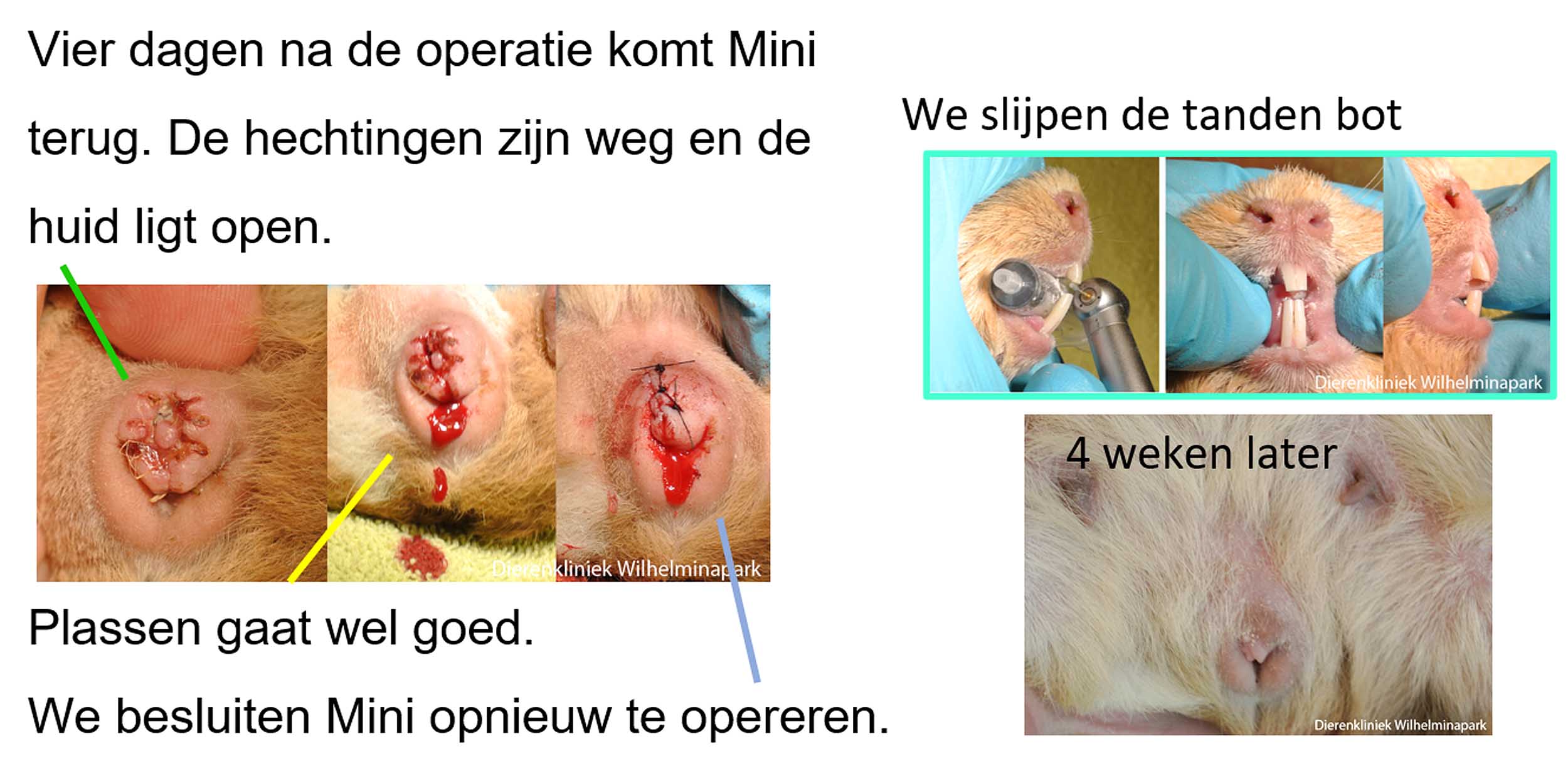 Deze grote steen bij cavia Mini wordt met een operatie verwijderd